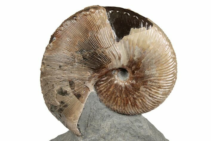 Fossil Hoploscaphites Ammonite - South Dakota #131224